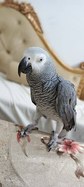 African Grey | Grey Parrot | Hand tamed | Parrot 2
