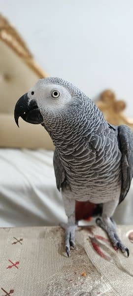 African Grey | Grey Parrot | Hand tamed | Parrot 3