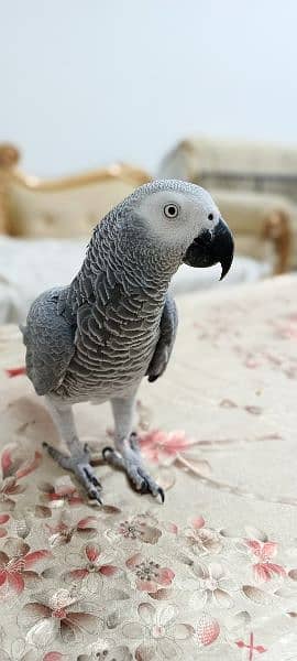 African Grey | Grey Parrot | Hand tamed | Parrot 4