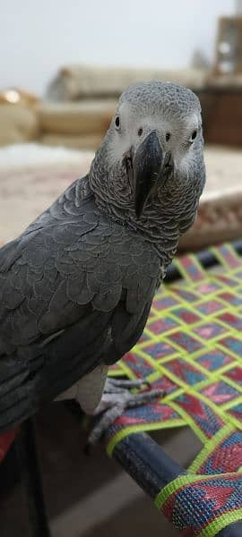 African Grey | Grey Parrot | Hand tamed | Parrot 6