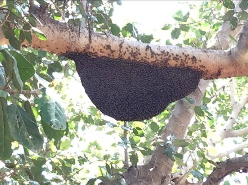 pure honey, خالص جنگلی شہد, khalis shehad, bee wax (موم), bee pollen 1