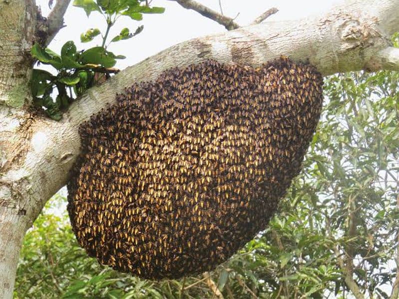 pure honey, khalis jangli shehad, bee wax (moom), bee pollen available 2