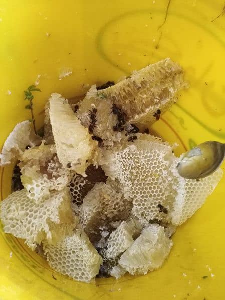 pure honey, خالص جنگلی شہد, khalis shehad, bee wax (موم), bee pollen 5