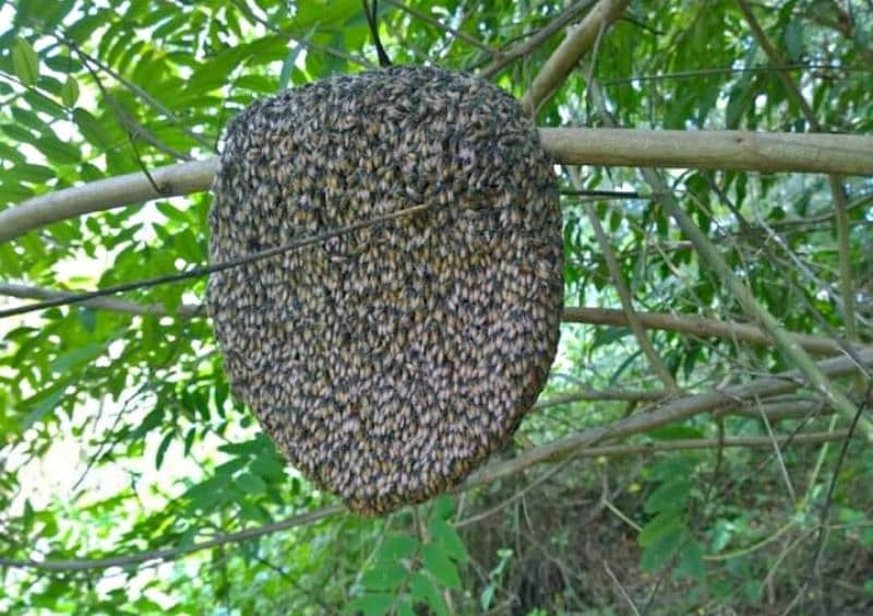 pure honey, khalis jangli shehad, bee wax (moom), bee pollen available 8