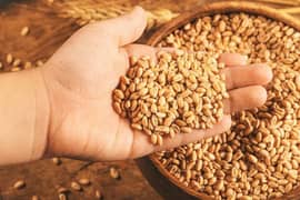 Raw wheat avaible - Season Fresh