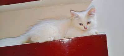 cat for sale persian 0