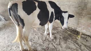 Ablag Bull / Cow | Bull / bachra / Desi wacha for sale