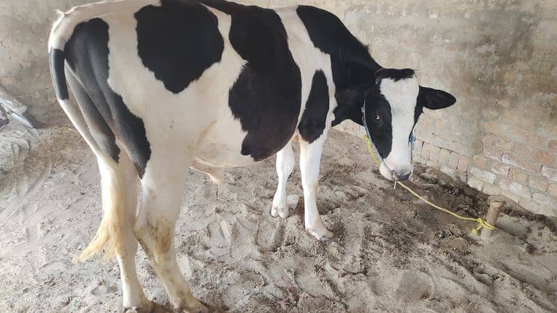 Ablag Bull / Cow | Bull / bachra / Desi wacha for sale 0