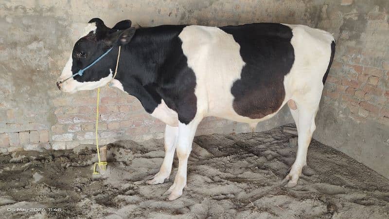 Ablag Bull / Cow | Bull / bachra / Desi wacha for sale 2