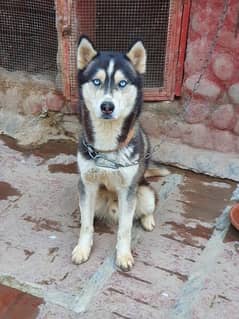 huskey for sale and stud a++ breed