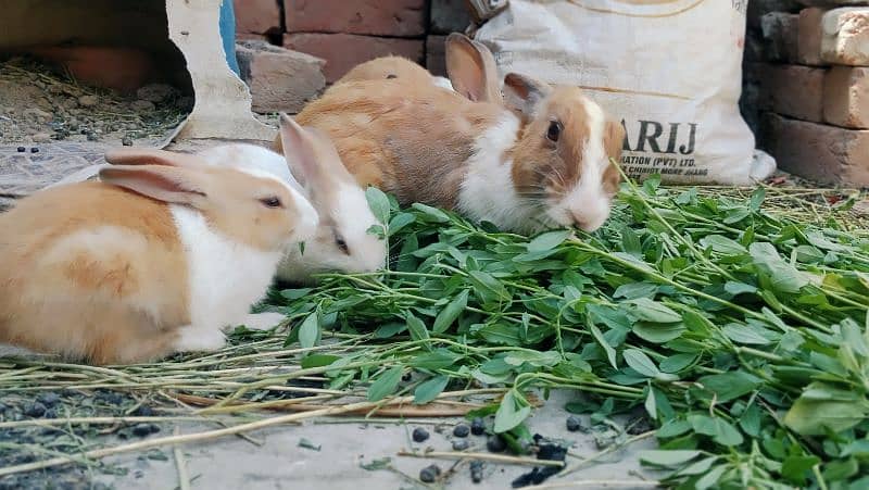 Baby rabbits for sale 0