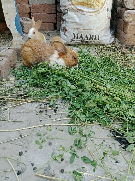 Baby rabbits for sale 3