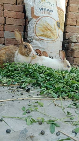Baby rabbits for sale 4