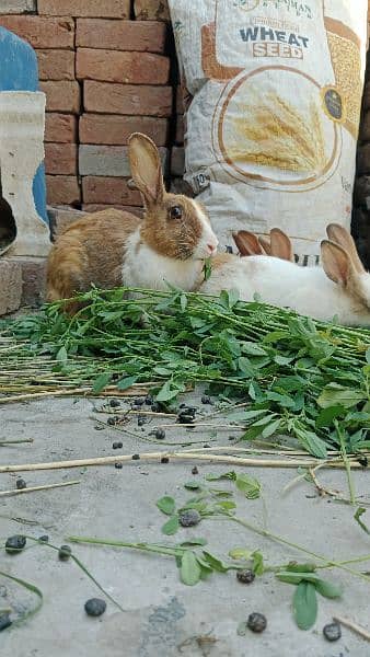 Baby rabbits for sale 5