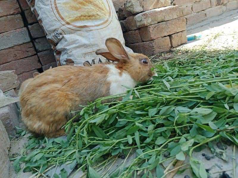 Baby rabbits for sale 6