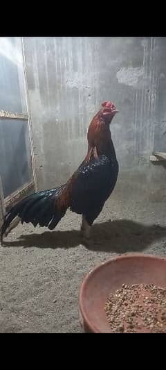 Aseel high quality breeder and cheiks for sale
