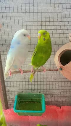 blue & white Contras Budgie Pair . strong Blood Line paid