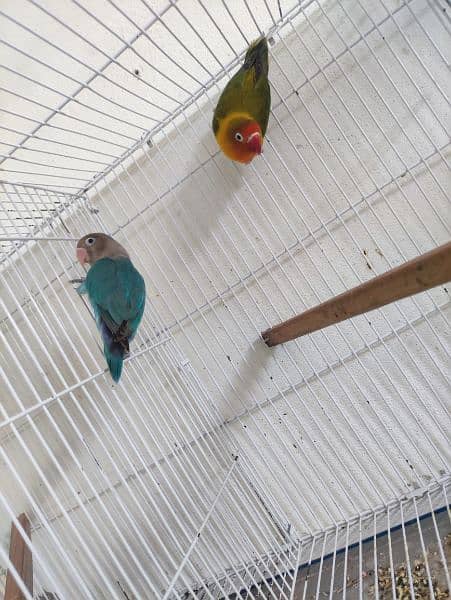 love birds breeder pair 3