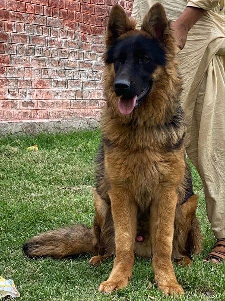 German shepherd long Cote show quality havey bone structure male for s 1