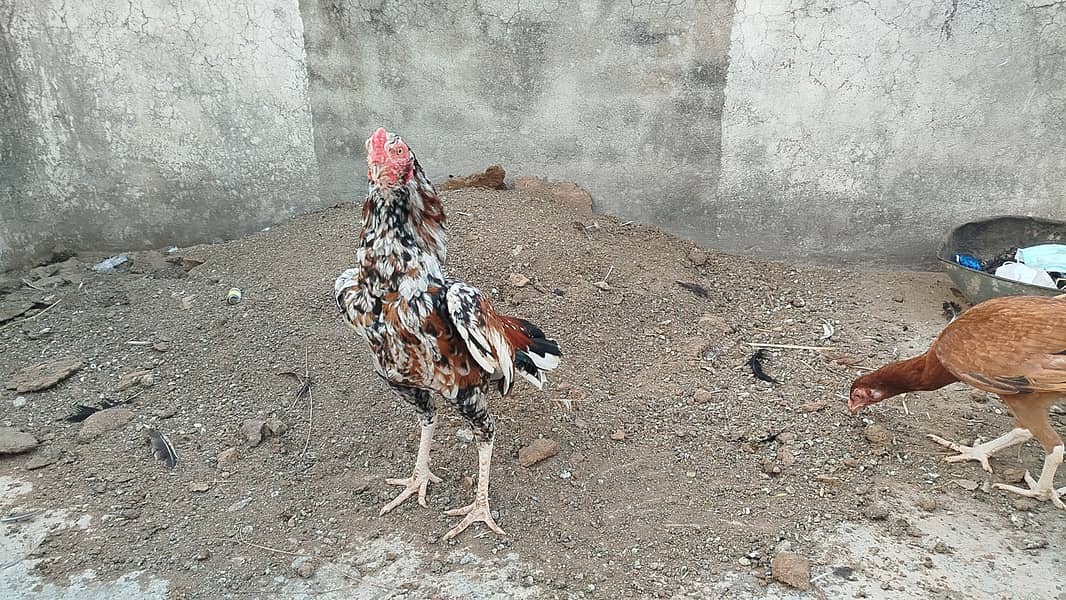 Aseel Chickens for Sale 1