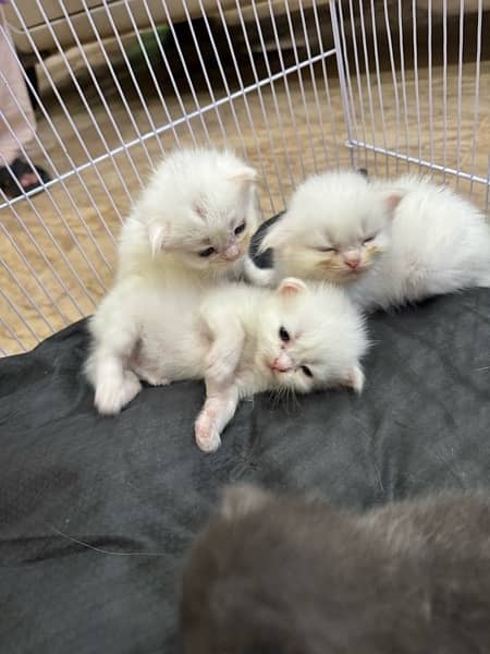 cats/ kittens/ persian cats/ cat 4