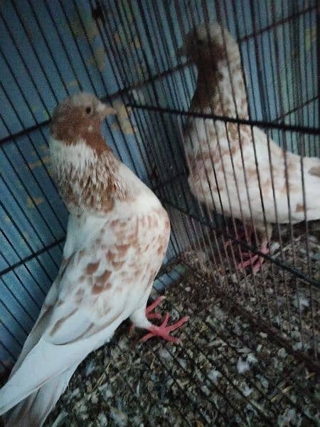 mukhi pigeon male and 2 kabli male 7