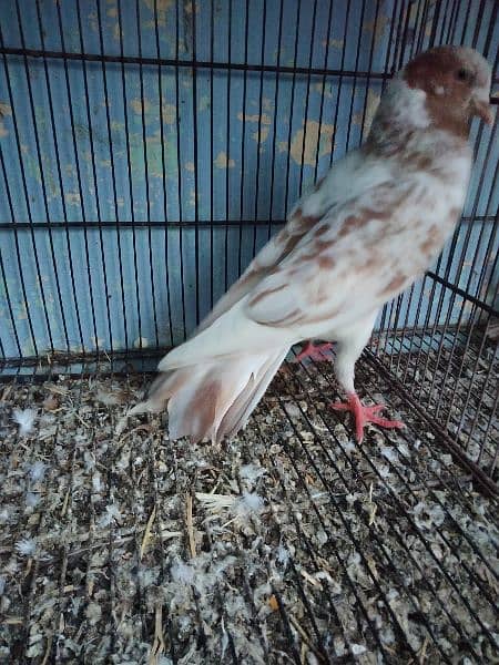 mukhi pigeon male and 2 kabli male 9