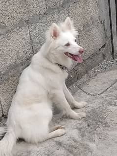Russian dog female