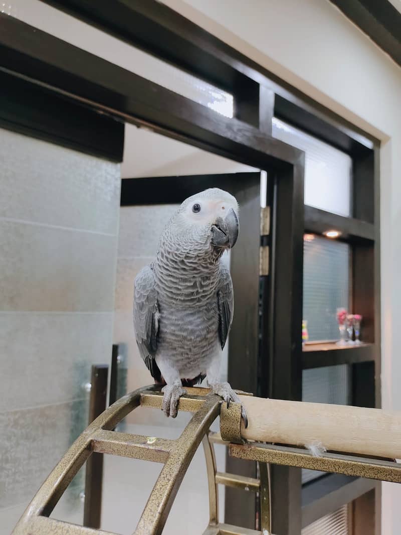 african grey | gray parrot | gry | hand tamed | congo African grey 2