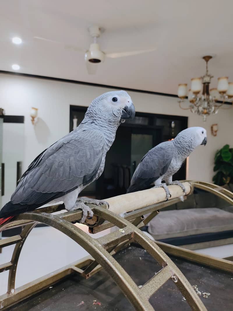 african grey | gray parrot | gry | hand tamed | congo African grey 0