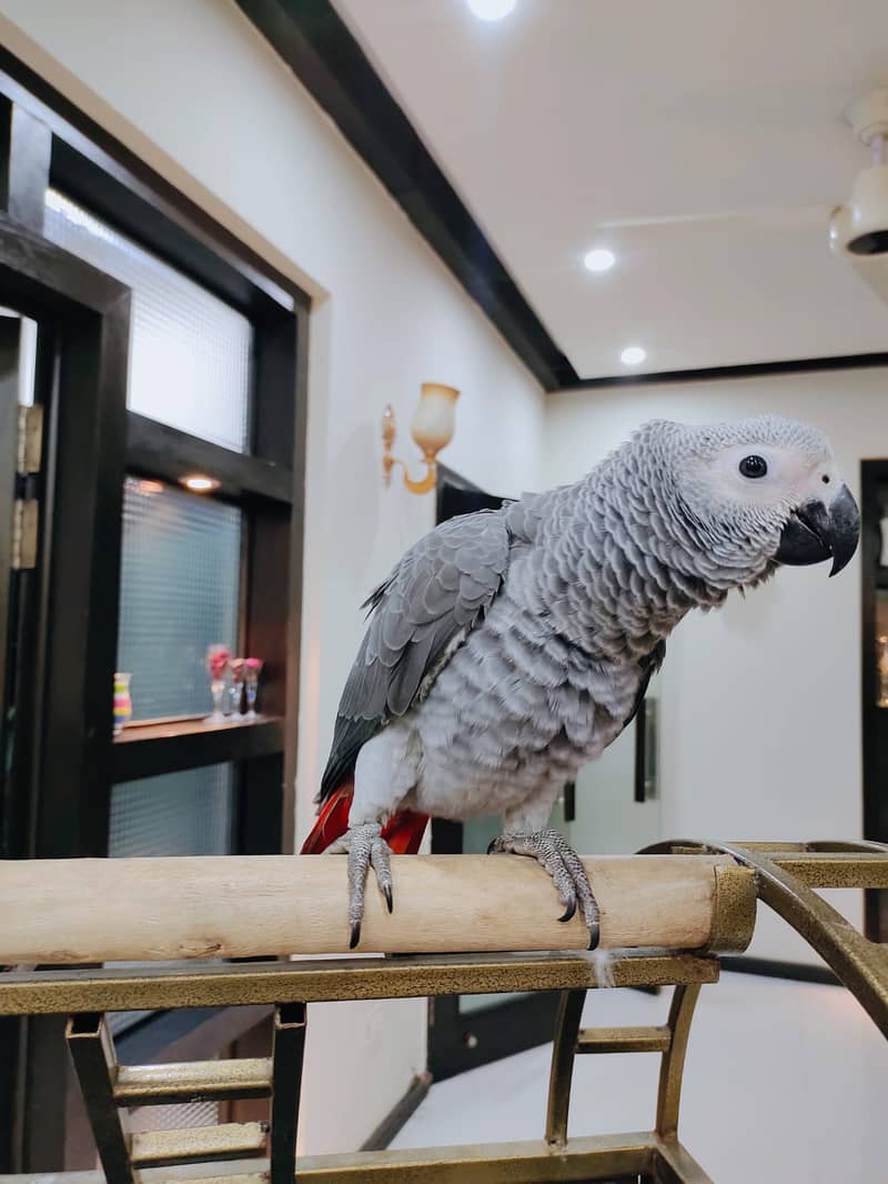 african grey | gray parrot | gry | hand tamed | congo African grey 3