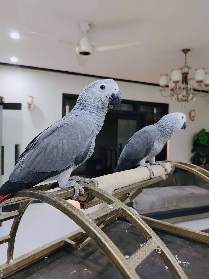 african grey | gray parrot | gry | hand tamed | congo African grey 9