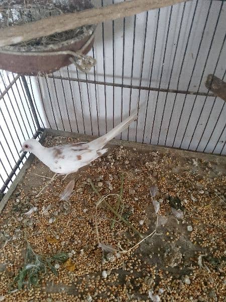 Pied dove female 1