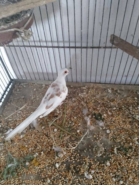 Pied dove female 2
