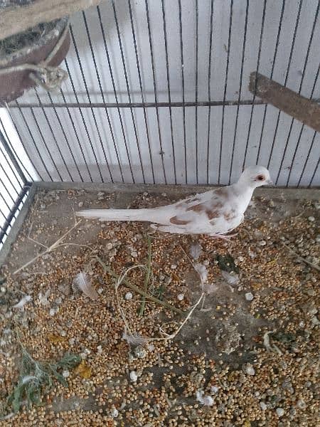 Pied dove female 3