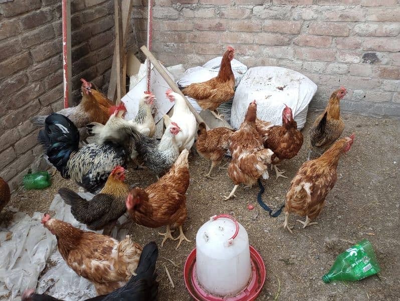 goldam masri hens available 1