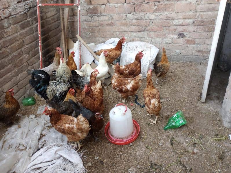 goldam masri hens available 2