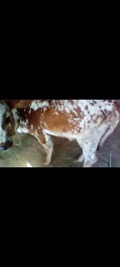 3 kids for sale cow 03172112210