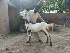 2 daant bakray for sale for qurbani 2024