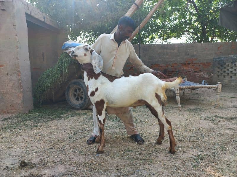 2 daant bakray for sale for qurbani 2024 0