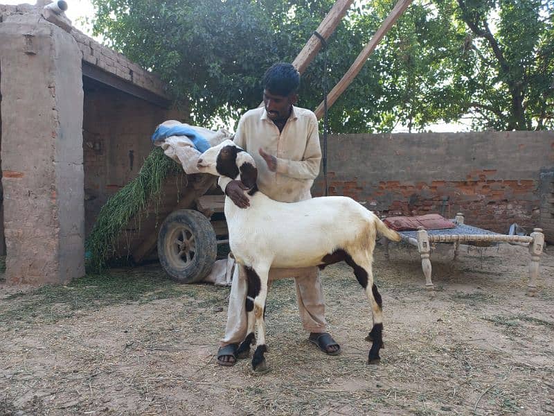2 daant bakray for sale for qurbani 2024 1