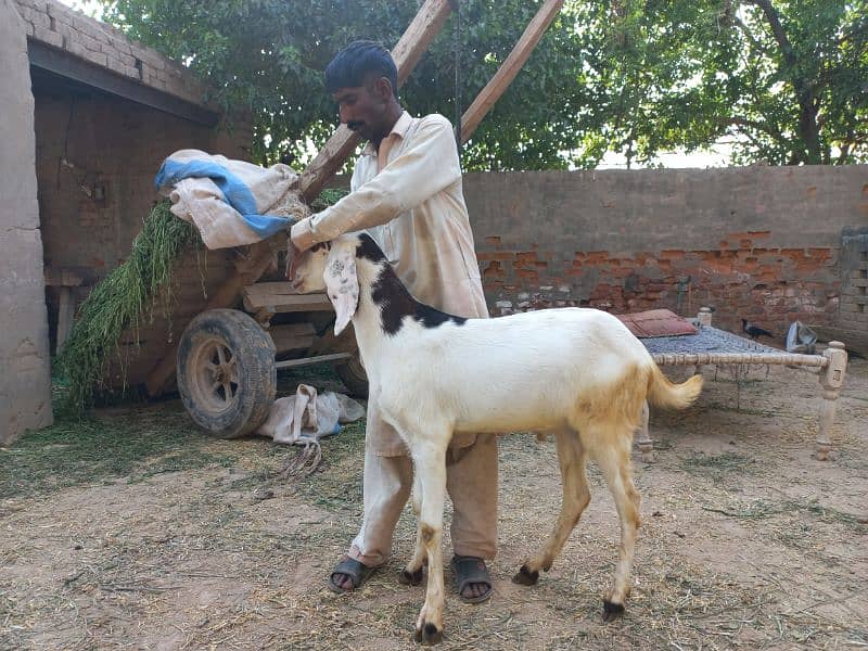 2 daant bakray for sale for qurbani 2024 3
