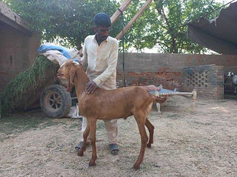 2 daant bakray for sale for qurbani 2024 5