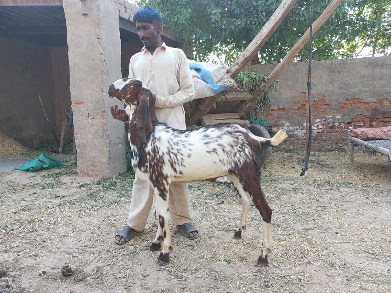 2 daant bakray for sale for qurbani 2024 6