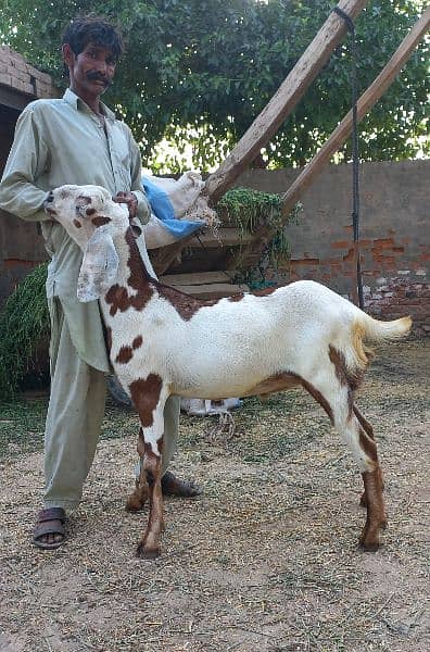 2 daant bakray for sale for qurbani 2024 7
