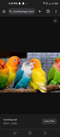 All types of love birds are available