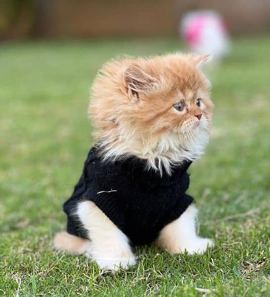 Persian cat / kitten / punch face / triple coat / cat for sale 0