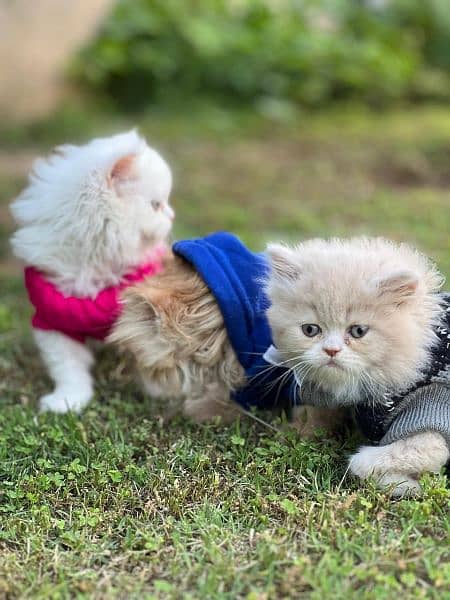 Persian cat / kitten / punch face / triple coat / cat for sale 2