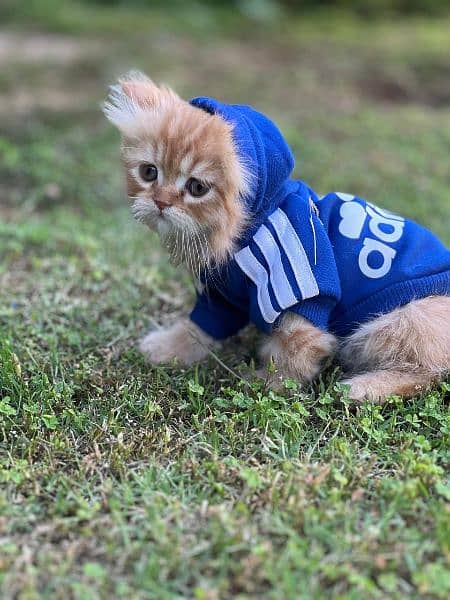 Persian cat / kitten / punch face / triple coat / cat for sale 3