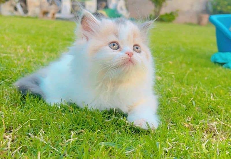 Persian cat / kitten / punch face / triple coat / cat for sale 4